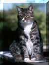 chessie.jpg (189385 bytes)